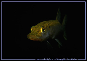 Yesterdays dive with my new 105VR from Nikon... Really an... by Michel Lonfat 